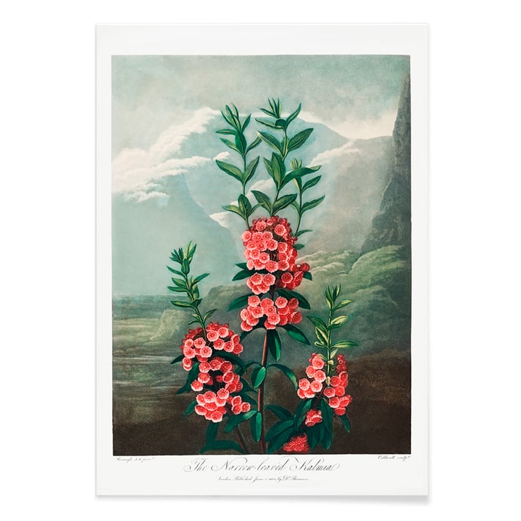 Kalmia dalla parte stretta Kalmia dalla parte stretta