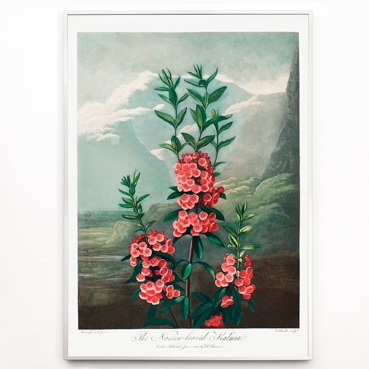 Kalmia dalla parte stretta Kalmia dalla parte stretta
