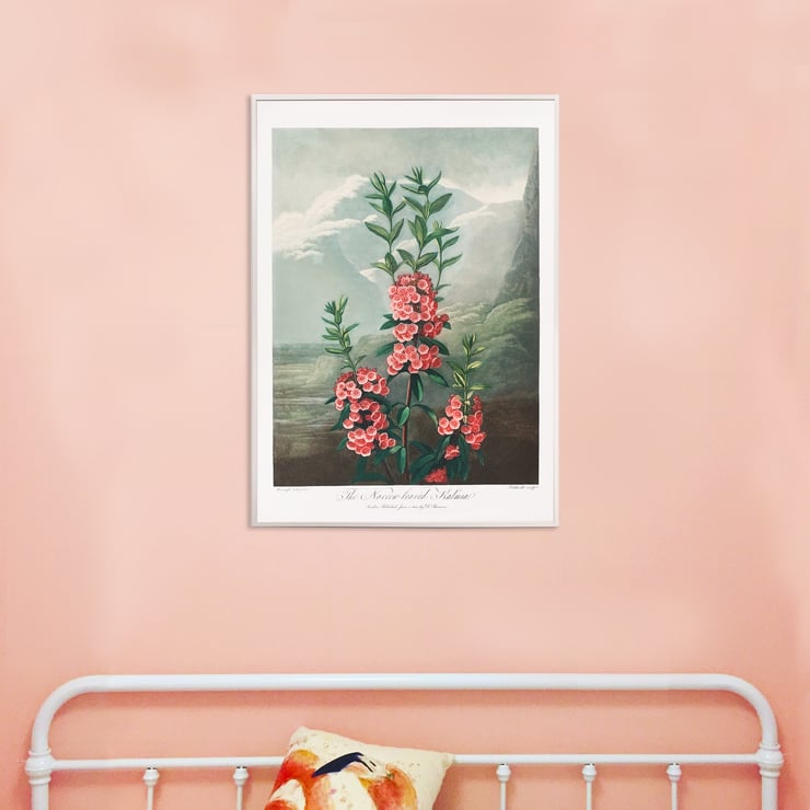 Kalmia dalla parte stretta Kalmia dalla parte stretta