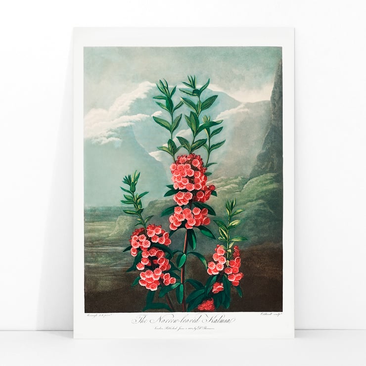 Kalmia dalla parte stretta Kalmia dalla parte stretta