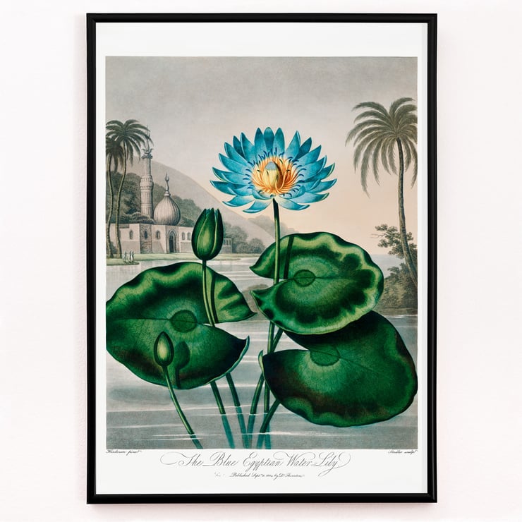 The Blue Egyptian Water-Lily The Blue Egyptian Water-Lily