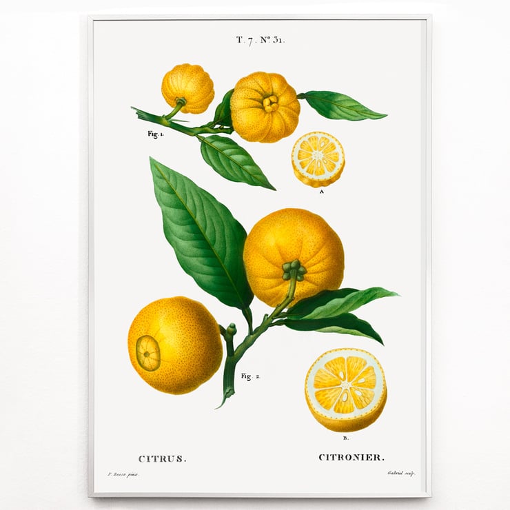 Citrus Citrus