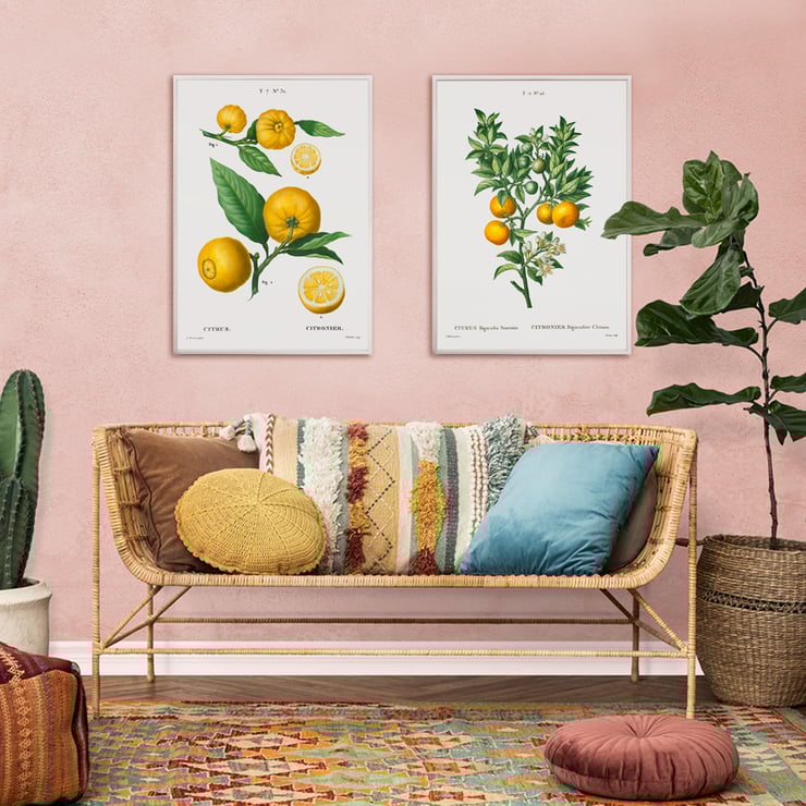 Citrus Citrus