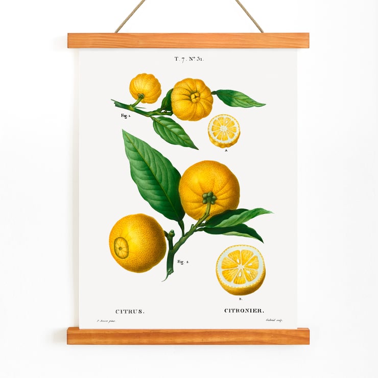 Citrus Citrus