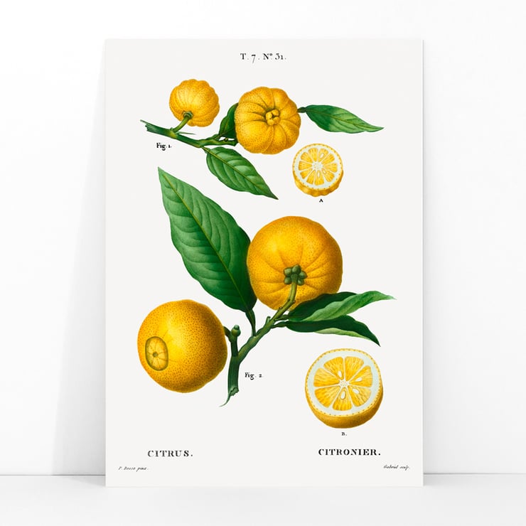 Citrus Citrus