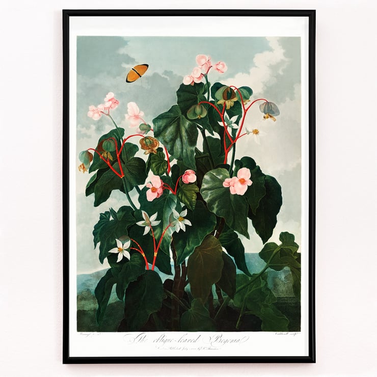 The Oblique–Leaved Begonia The Oblique–Leaved Begonia