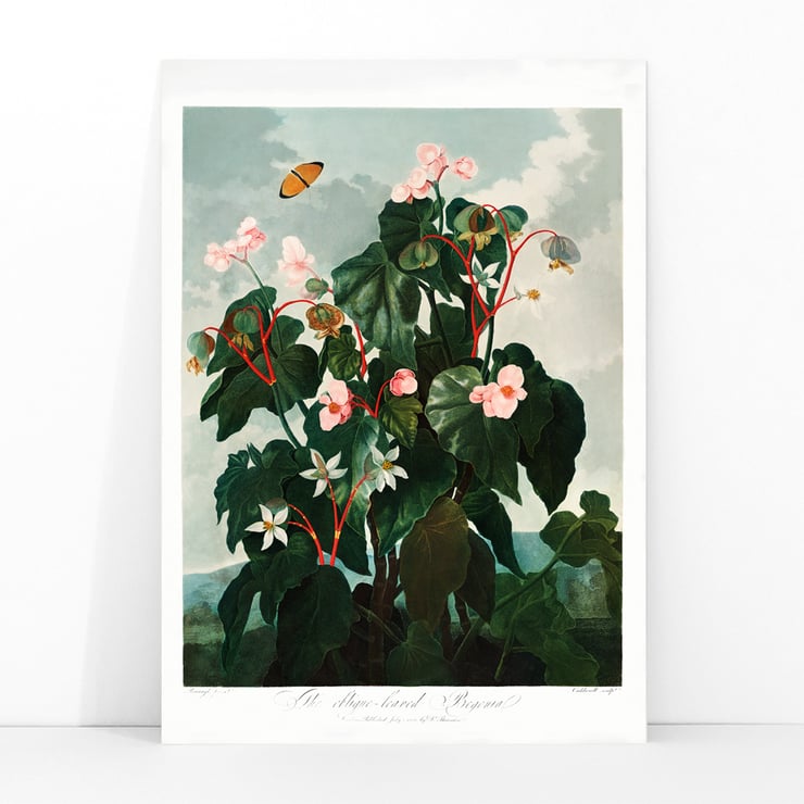 The Oblique–Leaved Begonia The Oblique–Leaved Begonia