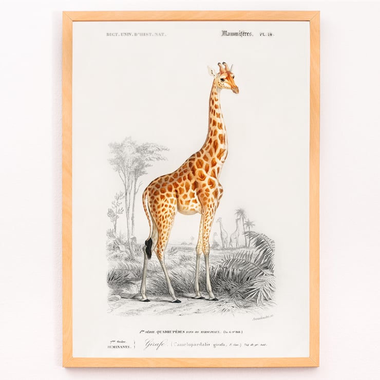 Giraffa camelopardalis Giraffa camelopardalis
