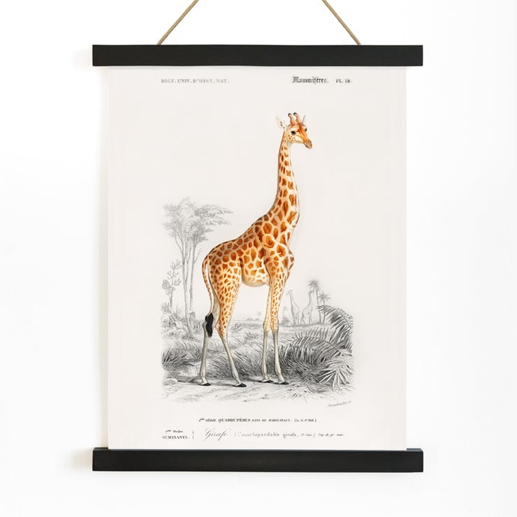 Giraffa camelopardalis Giraffa camelopardalis
