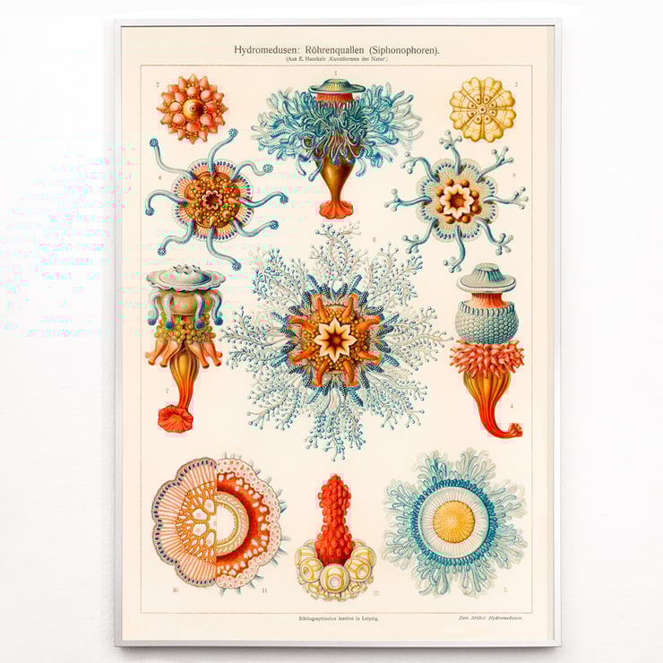 Vintage Quallenillustration Vintage Quallenillustration