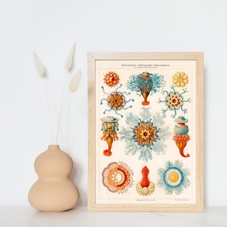 Vintage Quallenillustration Vintage Quallenillustration