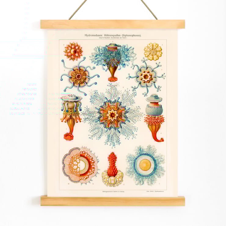 Vintage Quallenillustration Vintage Quallenillustration