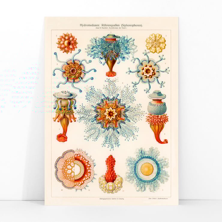 Vintage Quallenillustration Vintage Quallenillustration