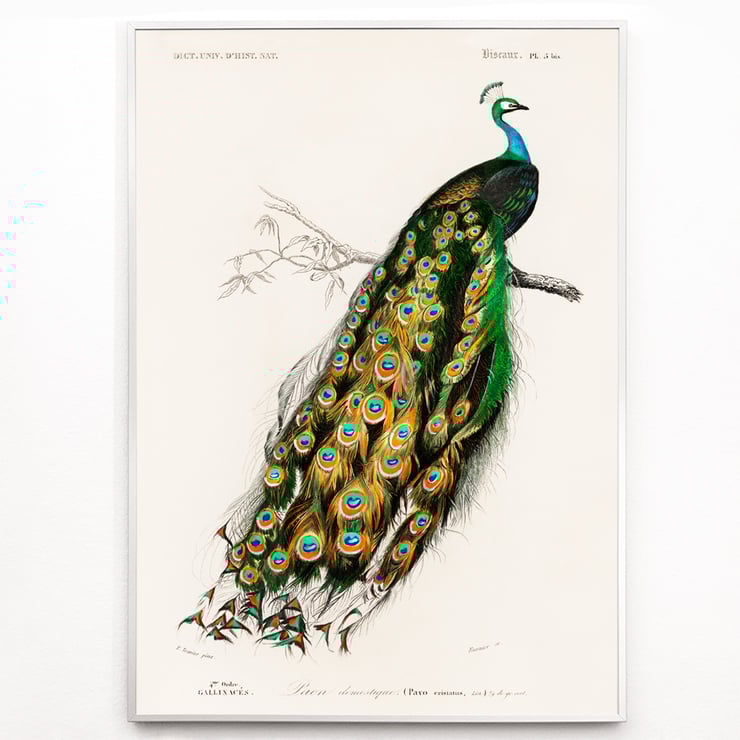 Pavo Cristatus Pavo Cristatus
