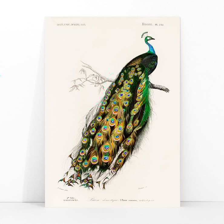 Pavo Cristatus Pavo Cristatus