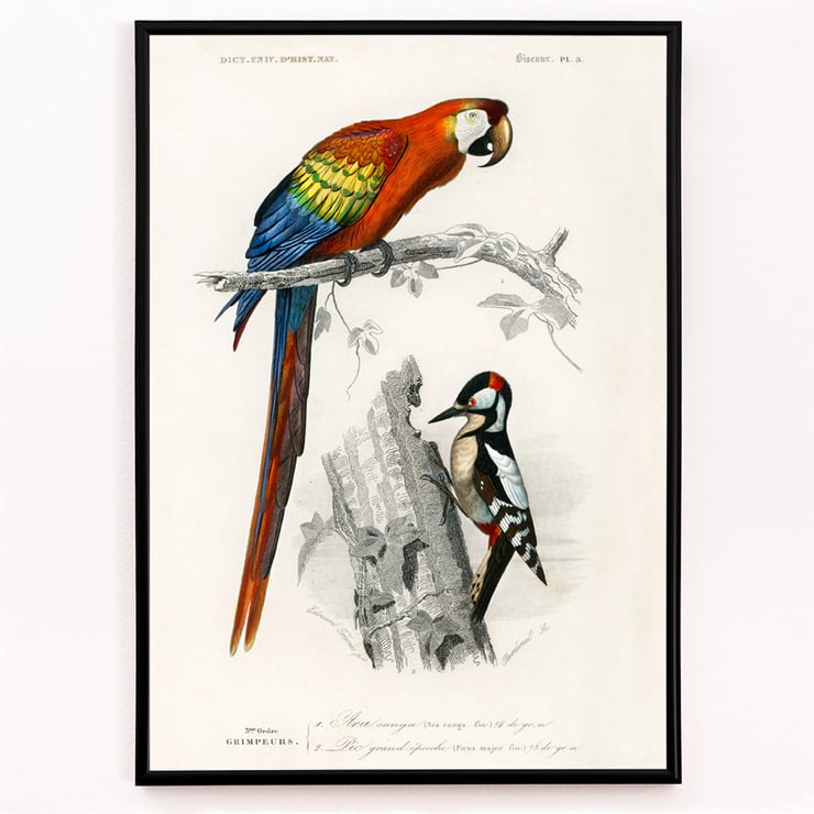 Parrots III Parrots III