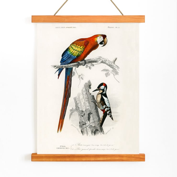 Parrots III Parrots III