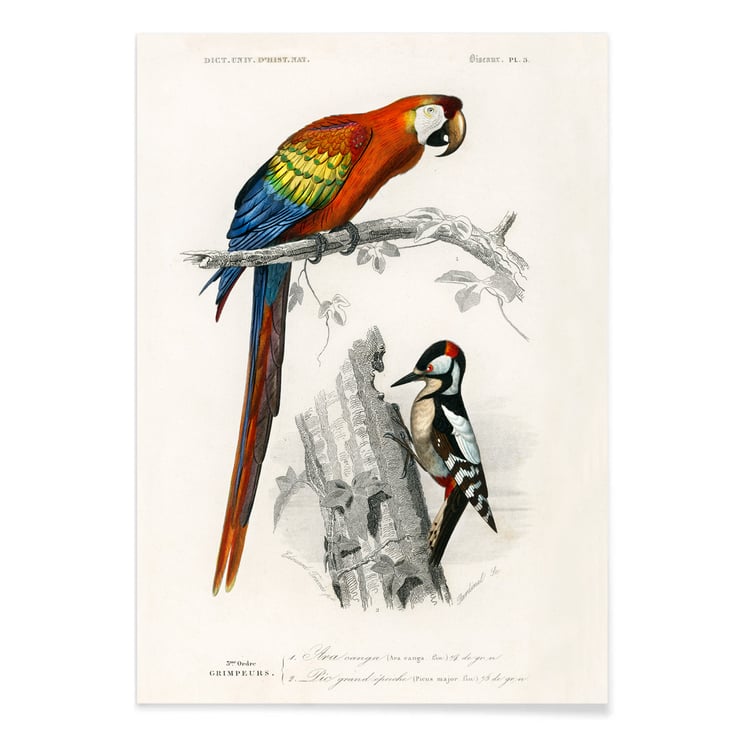 Parrots III Parrots III
