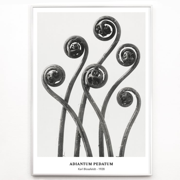Adiantum pedatum Adiantum pedatum