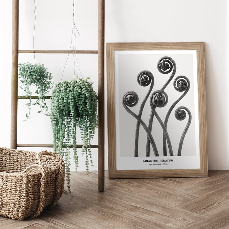 Adiantum pedatum Adiantum pedatum