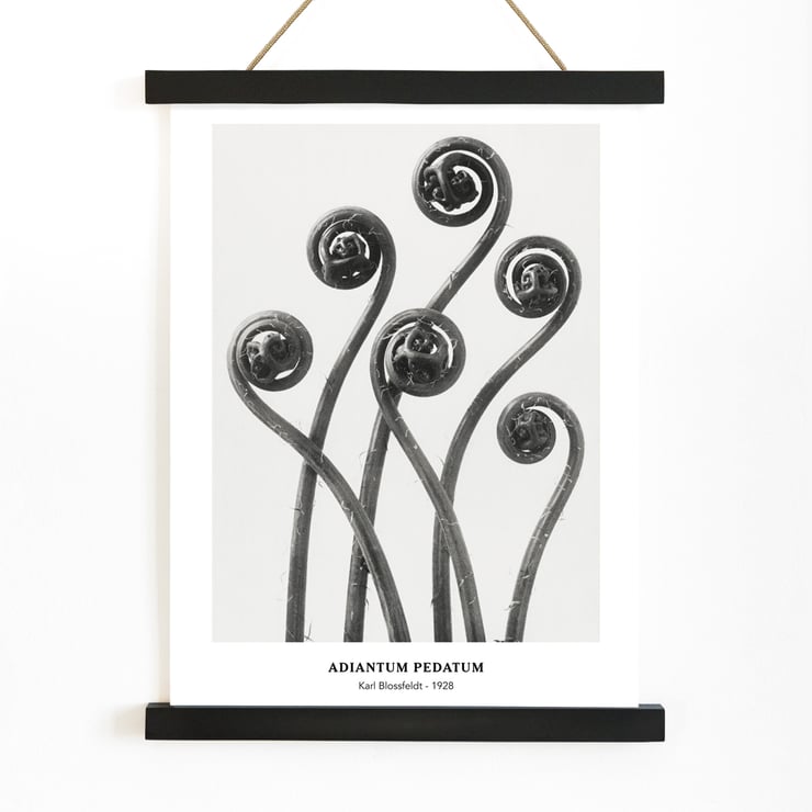 Adiantum pedatum Adiantum pedatum