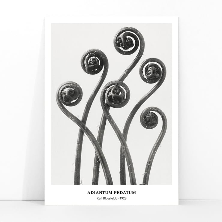 Adiantum pedatum Adiantum pedatum