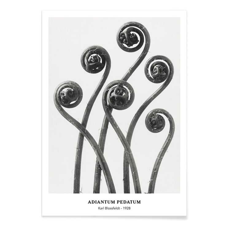 Adiantum pedatum Adiantum pedatum
