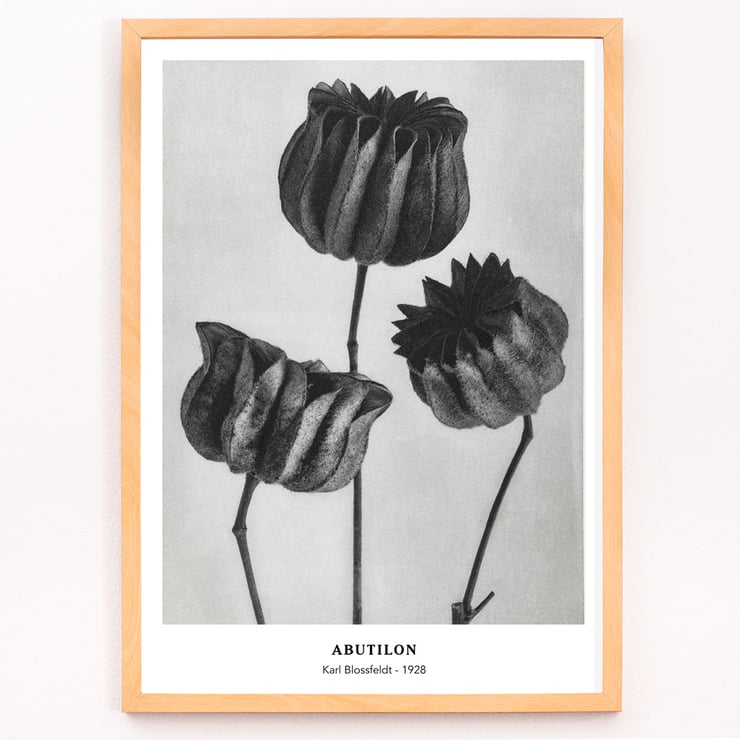 Abutilon Abutilon