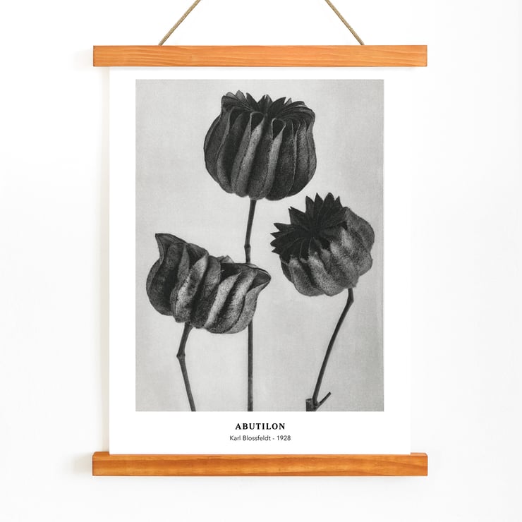 Abutilon Abutilon