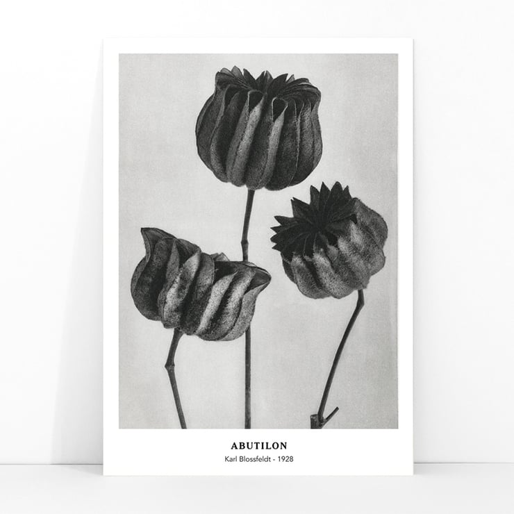 Abutilon Abutilon