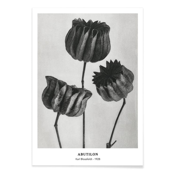 Abutilon Abutilon