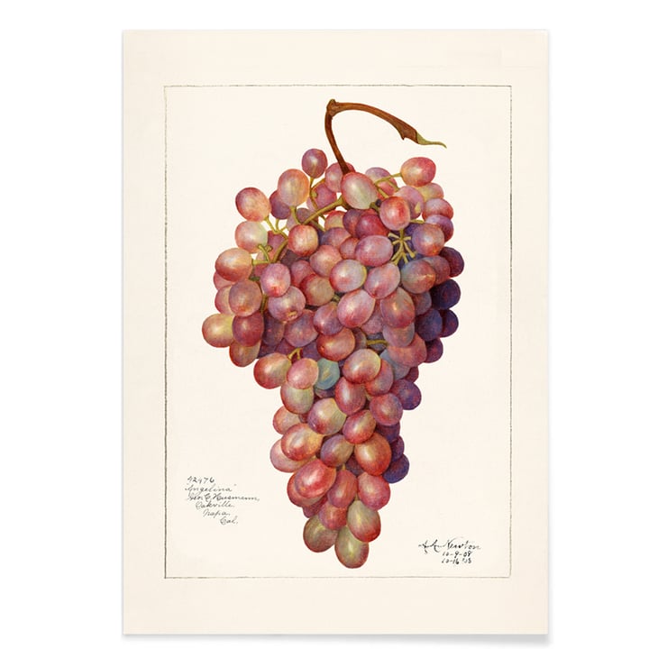 Vintage Bündel rote Traube