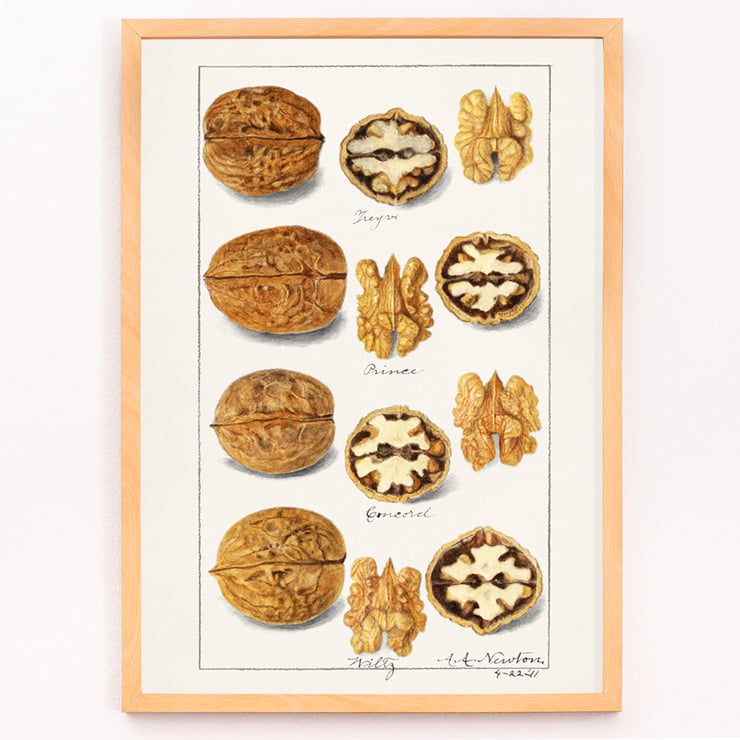 nueces nueces