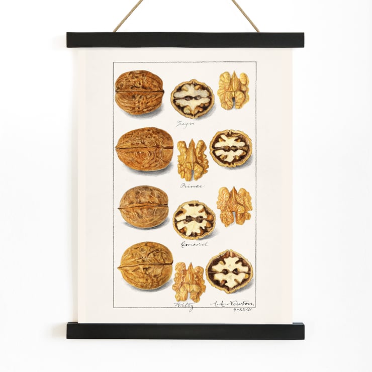 nueces nueces