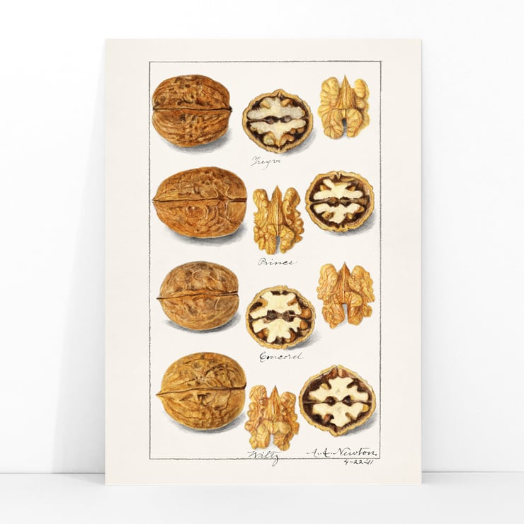 nueces nueces