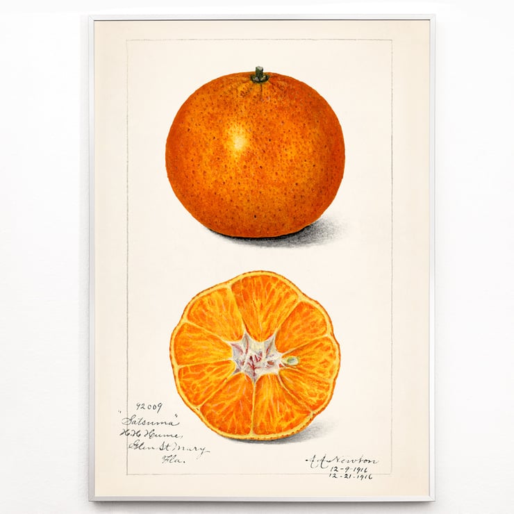 Citrus sinensis Citrus sinensis