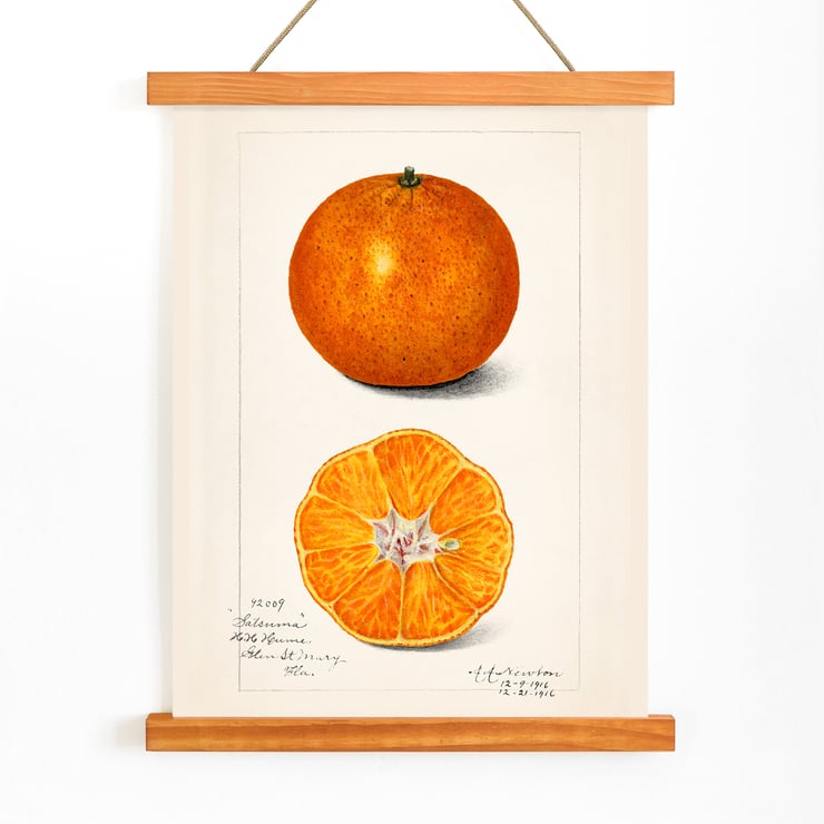 Citrus sinensis Citrus sinensis