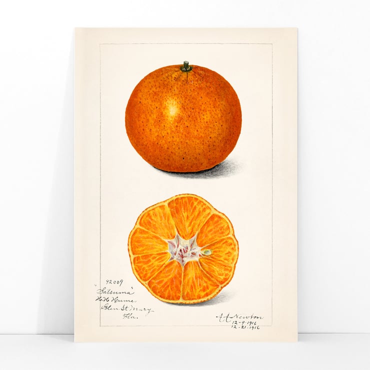 Citrus sinensis Citrus sinensis