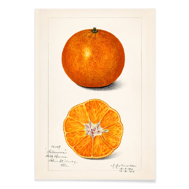 Citrus sinensis Citrus sinensis