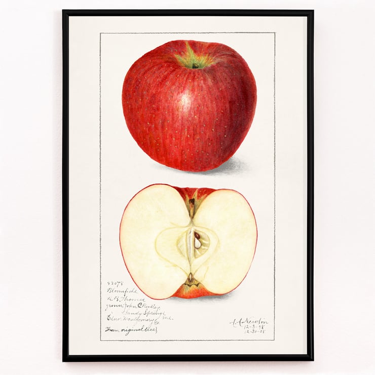 Malus Domestica Malus Domestica