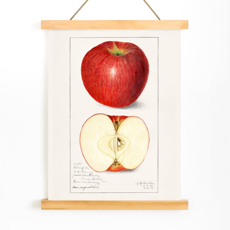 Malus Domestica Malus Domestica