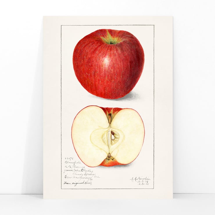Malus Domestica Malus Domestica