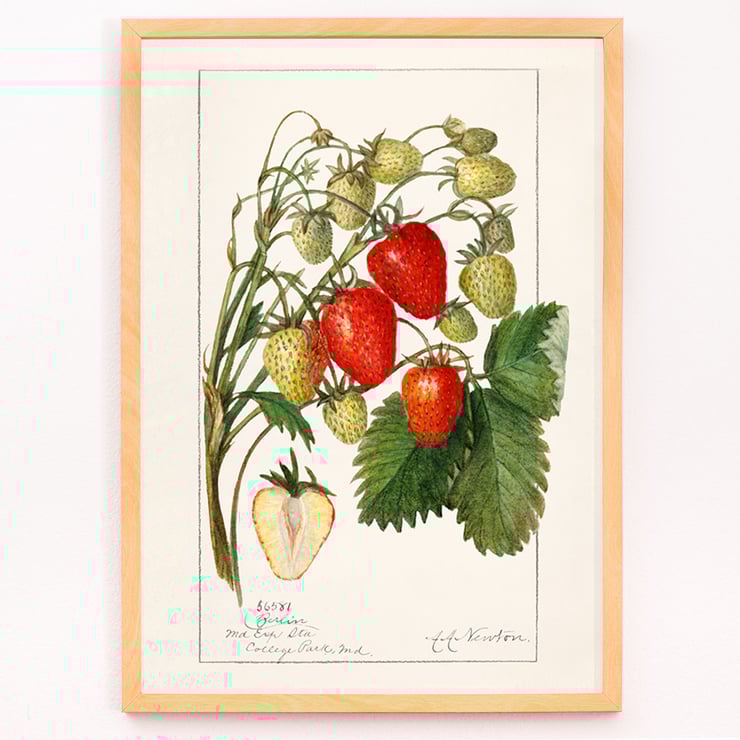 Fragaria Fragaria
