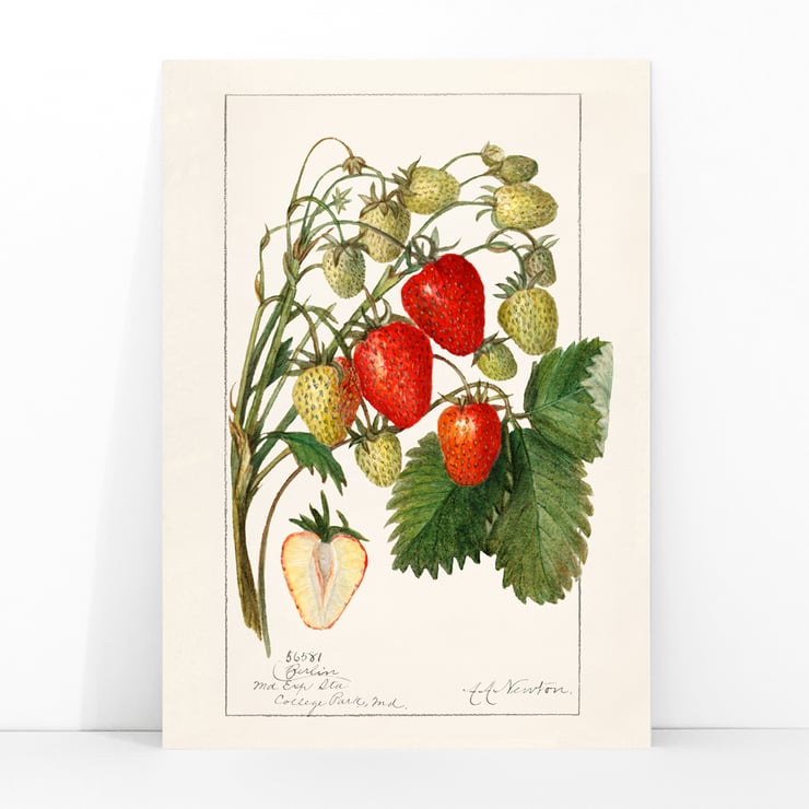 Fragaria Fragaria