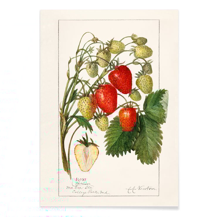 Fragaria Fragaria