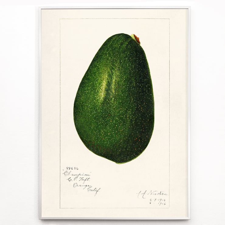 Avocado persea Avocado persea