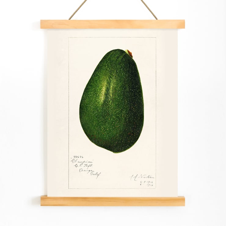 Avocado persea Avocado persea