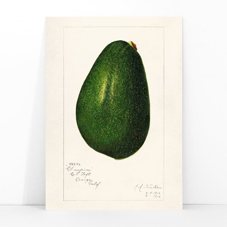 Avocado persea Avocado persea