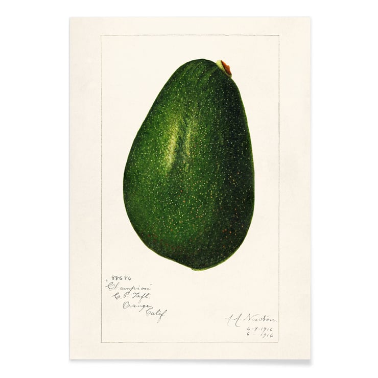 Avocado persea Avocado persea