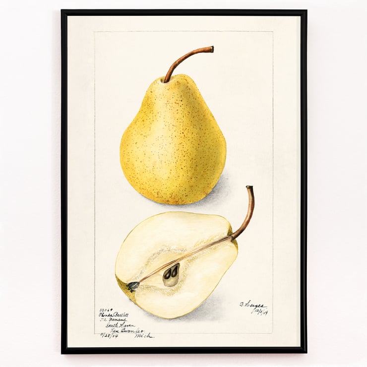 Pyrus Communis